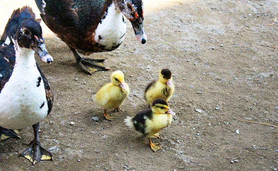 ducks