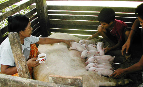 pigs