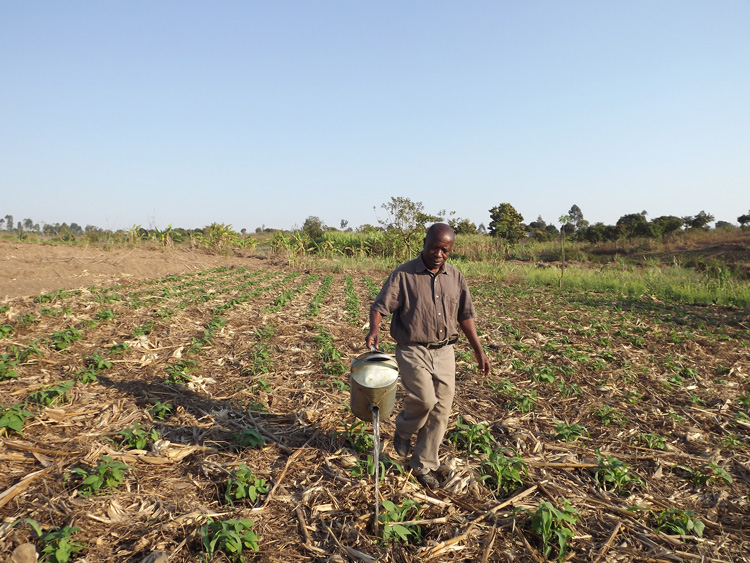 Victor watering his Farming God's Way field
