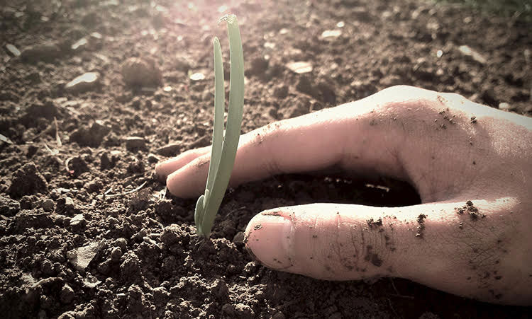Picture of seed being planted