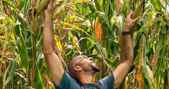 Large corn stalks in Kenya
