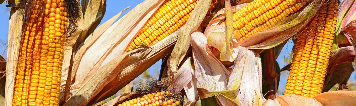 Photo of corn - from article on corn facts - brought to you by the Farming God's Way ministry of Heaven's Family