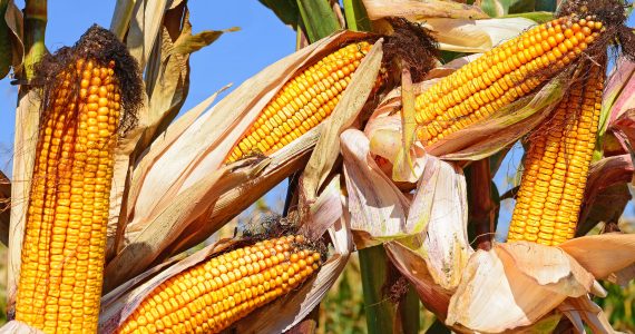 Photo of corn - from article on corn facts - brought to you by the Farming God's Way ministry of Heaven's Family