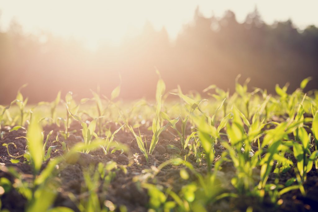 Photo of plants - for article on fertilizing soil using urine - Farming God's Way ministry of Heaven's Family