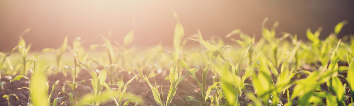 Photo of plants - for article on fertilizing soil using urine - Farming God's Way ministry of Heaven's Family