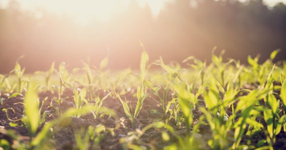 Photo of plants - for article on fertilizing soil using urine - Farming God's Way ministry of Heaven's Family