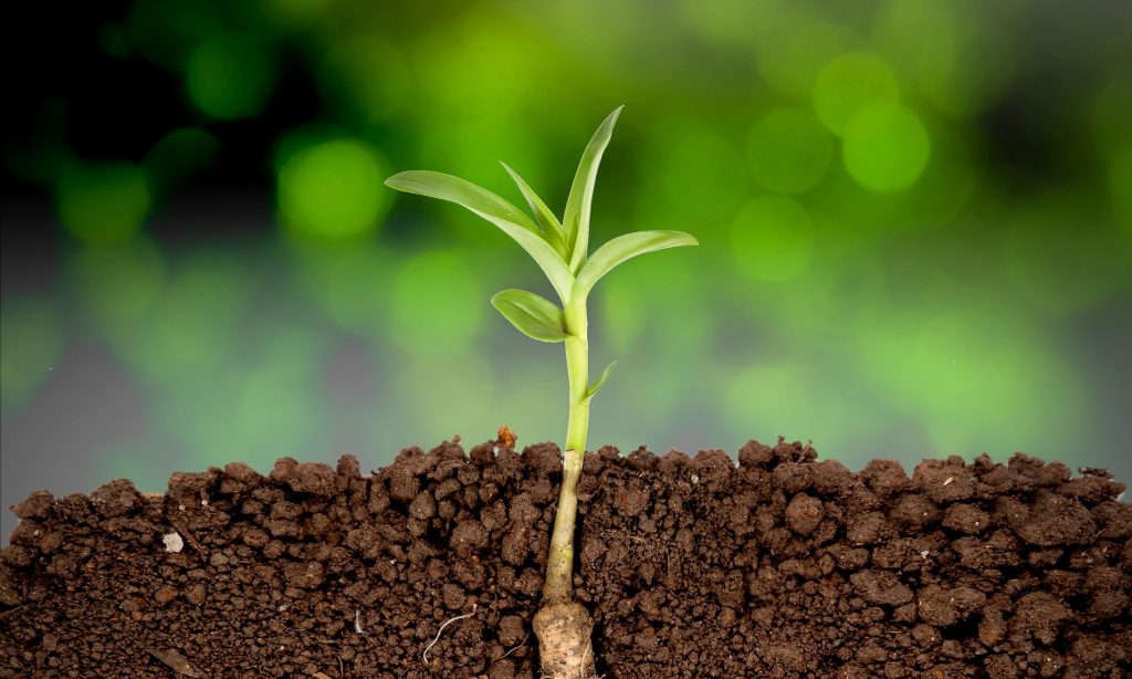 Photo of plant - for article on fertilizing soil using urine - Farming God's Way ministry of Heaven's Family