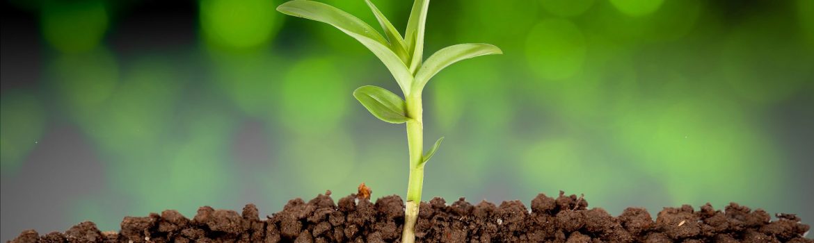 Photo of plant - for article on fertilizing soil using urine - Farming God's Way ministry of Heaven's Family