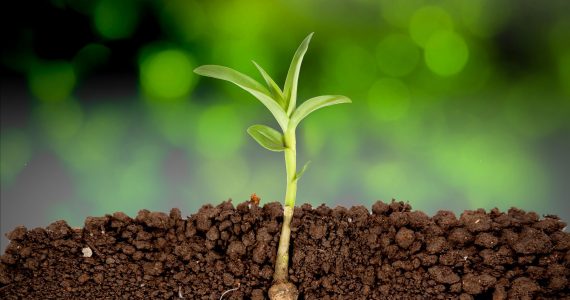 Photo of plant - for article on fertilizing soil using urine - Farming God's Way ministry of Heaven's Family