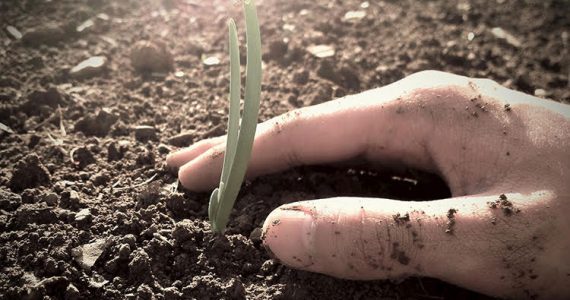 Picture of seed being planted