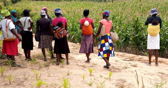 Picture of Farming God's Way in Zimbabwe