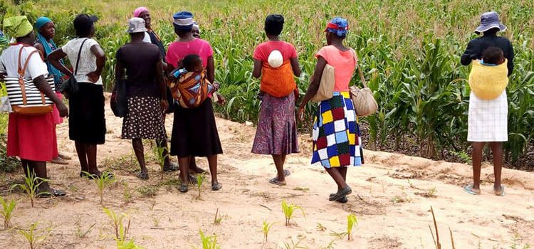 Picture of Farming God's Way in Zimbabwe